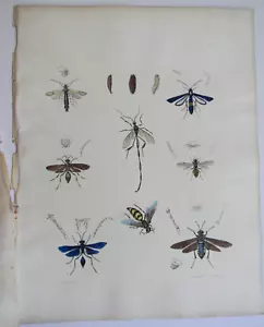 Bees Insects 1854 Hand-color Real Antique Book Plate #26 Emmons & Pease Foxing - Imagen 1 de 15