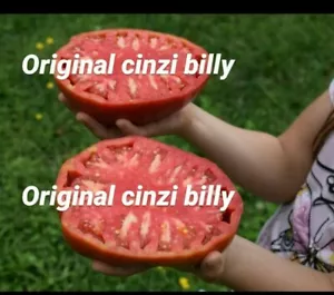 25 semi pomodoro gigante bistecca foto mia originale ( semi italiani ) bio - Foto 1 di 1