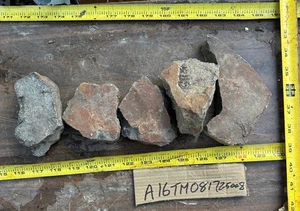 Lote de 4 libras de palma petrificada Tempskya - Imagen 1 de 1