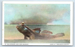 Acuario Mud Springer Nueva York Copr. Postal de la Sociedad Zoológica de Nueva York - Imagen 1 de 2