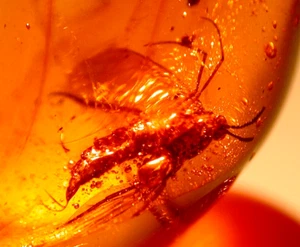 Beautiful Large Female Wood Gnat in Dominican Amber Fossil Gemstone - Picture 1 of 7