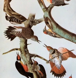 John James Audubon Birds Red-bellied Woodpecker Vintage Print Book Plate 333 - Picture 1 of 3
