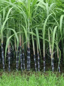 Schwarze Zuckerrohrsamen Bio-Zuckerrohr-Freilandfruchtsamen Saccharum  ∧ - Picture 1 of 9