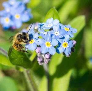 500+ Forget Me Not Seeds - Early Bloom - Perennial - NON GMO ------------- FRESH - Picture 1 of 4