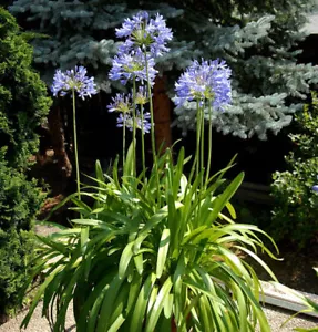 Liebesblume Schmucklilie - großer Topf - Agapanthus africanus - Bild 1 von 1