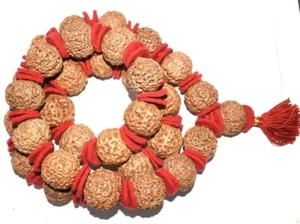 5 Mukhi Rudraksha 5 Face Rudraksh 20 mm Nepal bead Kantha Mala LAB CERTIFIED - Picture 1 of 4