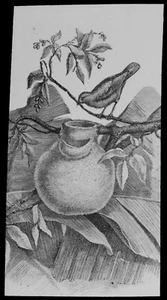 ANTIQUE Magic Lantern Slide CAPE TITMOUSE AND NEST C1910 BIRD ILLUSTRATION - Picture 1 of 2