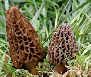 Mycélium de Morille Conique - Kit de culture champignons - grow mushrooms kit - Imagen 1 de 4
