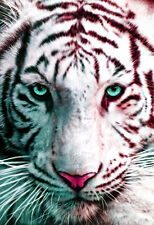 Tiger Poster, White Bengal Tiger, Big Cat