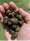 25+ Fresh Water Trapdoor Snails