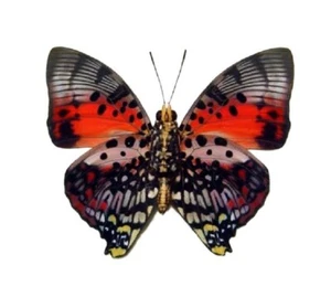 Charaxes zingha red pink butterfly verso Africa UNMOUNTED/WINGS CLOSED - Picture 1 of 1