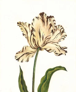 ACEO PRINT OF WATERCOLOR PAINTING TULIP RYTA FLOWER SPRING EASTER ART FOLK ART - Picture 1 of 1