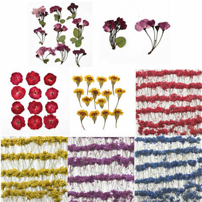 1 Paquete De Flores Secas Con Flores Prensadas Reales Para Artesanías Fabricación De Joyas De Resina • 3.48€