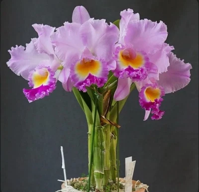 Rlc Rolling Thunder 'El Toro’ X Self Pink Fragrant Orchid Eros Hybrid 6” Pot - Image 1 of 4