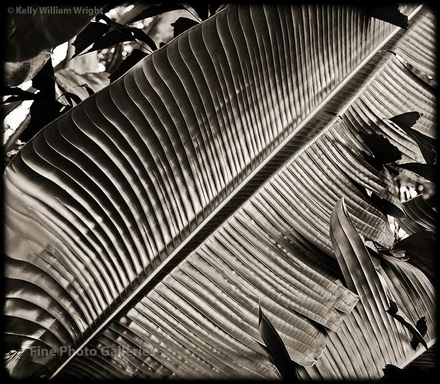 Foto original de jardín de plantas botánicas de palma de viajeros de KELLY WILLIAM WRIGHT 8,5x10 Foto 1 de 1