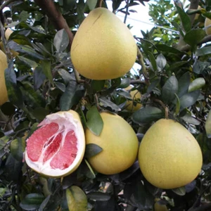 20x Rote Pomelo Riesen Grapefruit Zitrus Maxima Bio Obst Erbstück - Bild 1 von 12