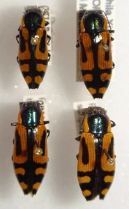 4 Pygicera scripta Chile #BP138 Buprestid Jewel Beetle Calodema Temognatha - Picture 1 of 3