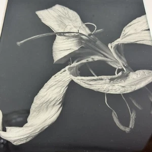 Foto impresa de gelatina plateada lirio blanco negro II - Imagen 1 de 2