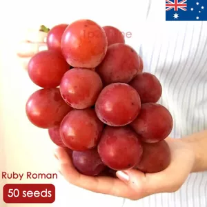 50 Ruby Roman Grape Seeds RARE Grape Seed Unusual Fruit Vine Plant Japanese - Picture 1 of 3