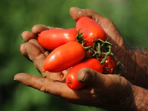San Marzano - Tomaten Pflanze - Berühmte Soßentomaten - Bild 1 von 4