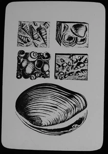 UNIO VALDENSIS ... C1900 GEOLOGY ILLUSTRATION Magic Lantern Slide FOSSIL SHELLS - Picture 1 of 3