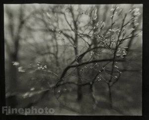 1968/78 JOSEF SUDEK Vintage Surreal Spring Plant Bud Tree Branch Photo Gravure - Picture 1 of 1