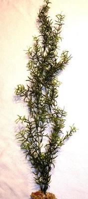 27 in. LG Estándar 2 Vástagos DITI-SPRENGERI Flor Plástico Suave Planta Inalámbrica, S Foto 1 de 4