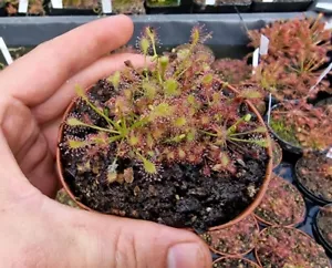 10xDrosera intermedia“Carolina Giant",fleischfressende Pflanzen,winterhart,moor - Bild 1 von 3