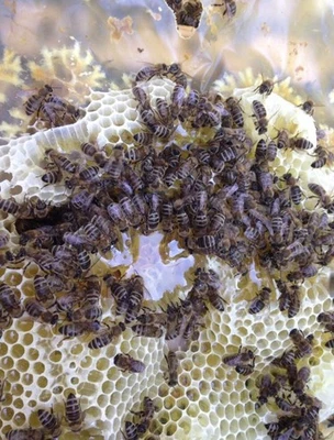 Bienenwachs aus reinsten Bienenwaben  - Bild 1 von 4