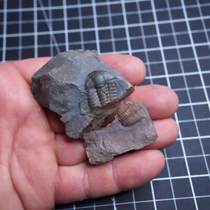69gr Czech Trilobite Ellipsocephalus hoffi Cambrian Fossils dino 994 - Picture 1 of 5
