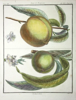 Pfirsich, Pêcher, altkol. Kupferstich aus Rozier "Cours d'agriculture" 1786 - Bild 1 von 4