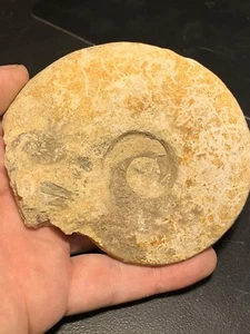 Ammonit aus Frankreich 9,0cm FMG Sammlung - Bild 1 von 3