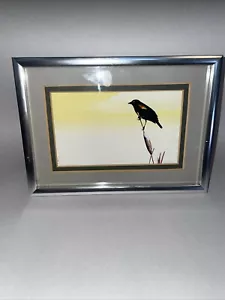 Unzugeschriebenes Aquarell eines schwarzen Vogels auf einem Bullrush in einem gebürsteten Stahlrahmen - Bild 1 von 11