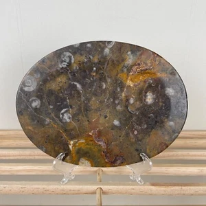 Plato de baratija ovalado fósil de amonita piedra pulida 8" x 6" - Imagen 1 de 8