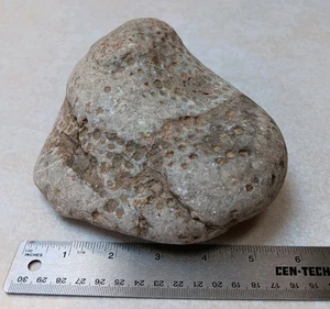 4+ lb Petoskey Stone Hexagonaria Display Specimen Michigan Natural Art Fossil - Picture 1 of 6