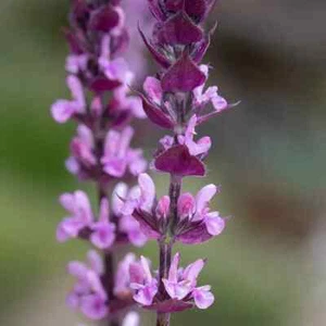 Salvia nemorosa Caradonna Pink Inspiration Frist Hardy Well Drained Flower - Picture 1 of 5