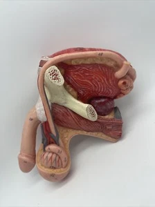 3B Spare Male Genitalia Half Spare Part Reproductive Model Penis - Picture 1 of 3
