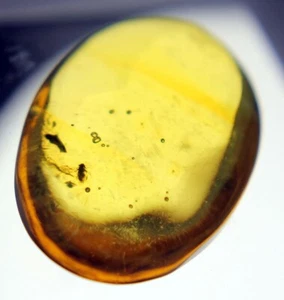 Fruit Fly in Amber • Fossil Insect from Dominican Republic - Picture 1 of 6