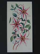 No.24 CLEMATIS Flowers All Year Round - Issued by Carreras / Black Cat 1977