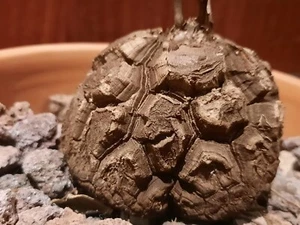 Dioscorea elephantipes var. montana, super Caudex, Schildkrötenpflanze! - Bild 1 von 16