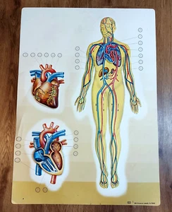Vintage Anatomy Illustration Heart Human Vascular System Embossed Plastic Poster - Picture 1 of 7