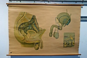 Science Pull Down, Male Pelvic Organs, Dresden, 1969 - Picture 1 of 4