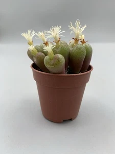 Conophytum uviforme Pot 5,5 Cm Tubercoli A Cuore  Fiore Piccolo Succulenta Rara - Imagen 1 de 6