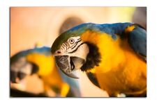 CUTE Yellow & Blue PARROT Bird Photo (Borderless) Print Poster 19x13 inch