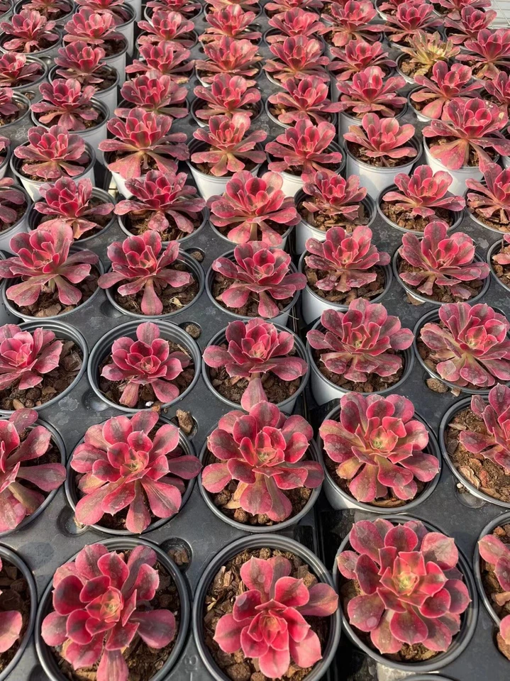 Imported Medusa succulent - Image 1 of 1