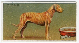 GREAT DANE MAJOR DRAPKIN DOGS & THEIR TREATMENT 1924 DOG CIGARETTE CARD #2 - Foto 1 di 2