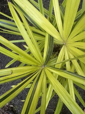 Extreme rarity REVERSE Variegated Japanese Rhapis ZAMMAS Compact Palm Bonsai - Image 1 of 4