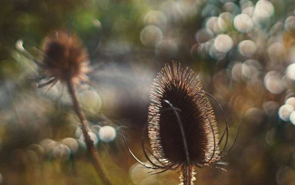 Zenit MC Zenitar-M2s 50mm F2 M46×0.75 Macro Lens (Excellent Condition) - Image 1 of 4