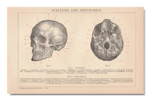 TOTENKOPF Menschliche Anatomie Antik Druck 1898 Gravur Vintage Druck Kopf - Bild 1 von 5