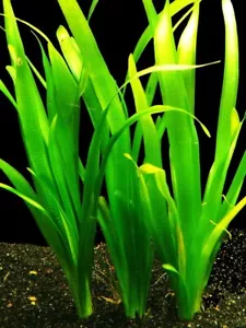 PIANTA FACILE 3 PIANTE ACQUARIO VALLISNERIA GIGANTEA EASY LIVE AQUARIUM PLANT ! - Bild 1 von 1